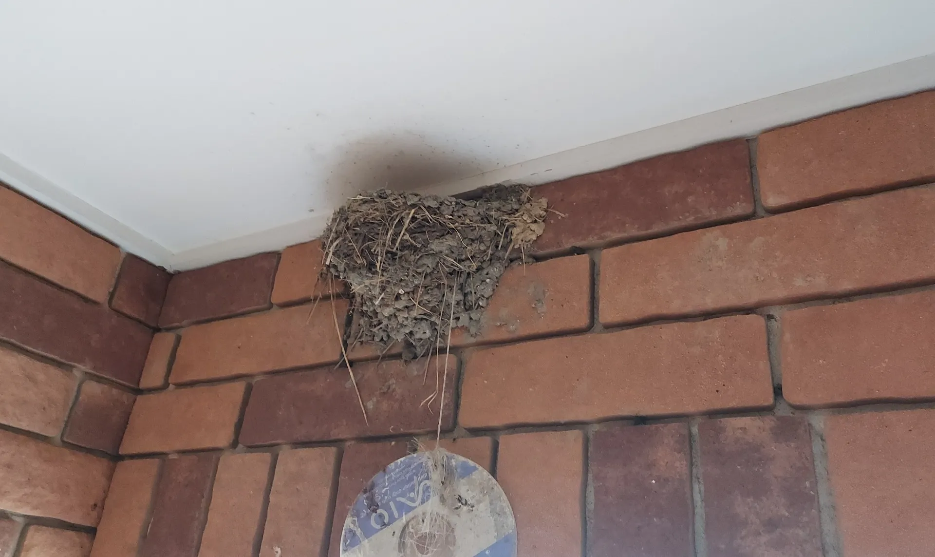 軒先にできたツバメの巣